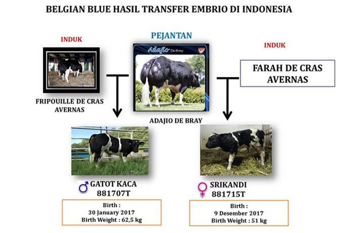 RI Negara Pertama di Kawasan Tropis Berhasil Kembangkan Sapi Belgian Blue